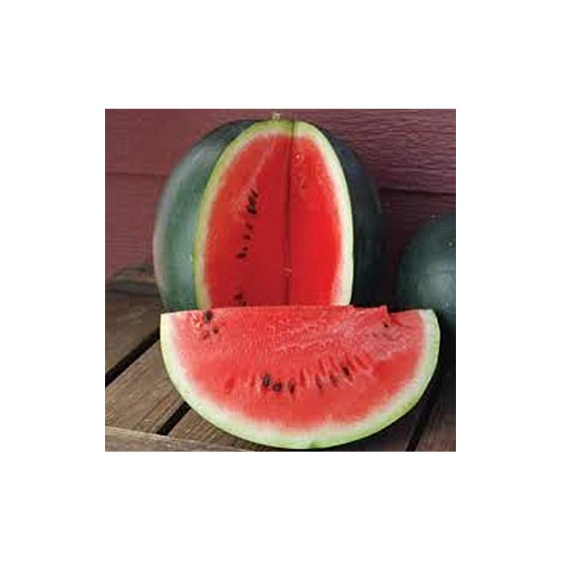 Watermelon Sugar Baby Great Heirloom Vegetable BULK Wholesale 5 Lb
