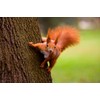 Squirrel (7 postcards): animal postcard set with 7 different fun