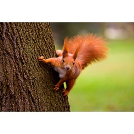 Squirrel (7 postcards): animal postcard set with 7 different fun squirrel motifs by Edition Colibri