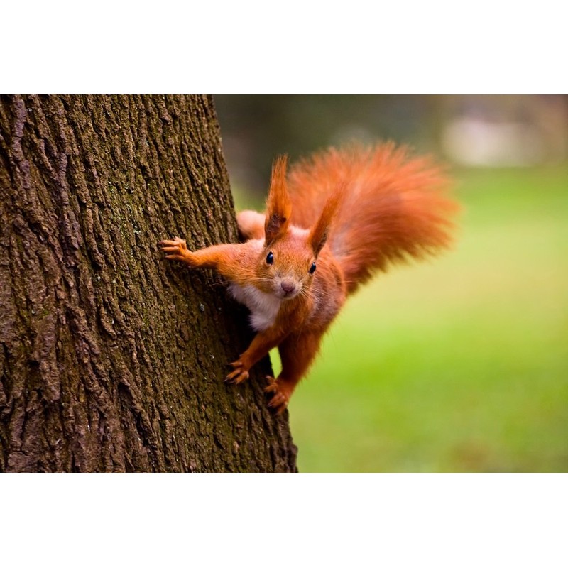 Squirrel (7 postcards): animal postcard set with 7 different fun