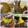 40 Pack Fungus Gnat Traps for House Indoor, Fungus Traps