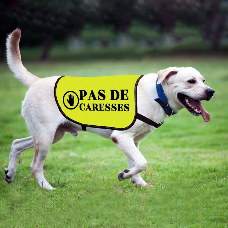 Pas De Caresses Dog Coach Gift Walking Warning Dog Jacket