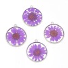 4PCS Silver Tone Real Dry Daisy Flower Resin Round 30mm