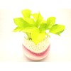 House Plants Lime Arum Sand Pink