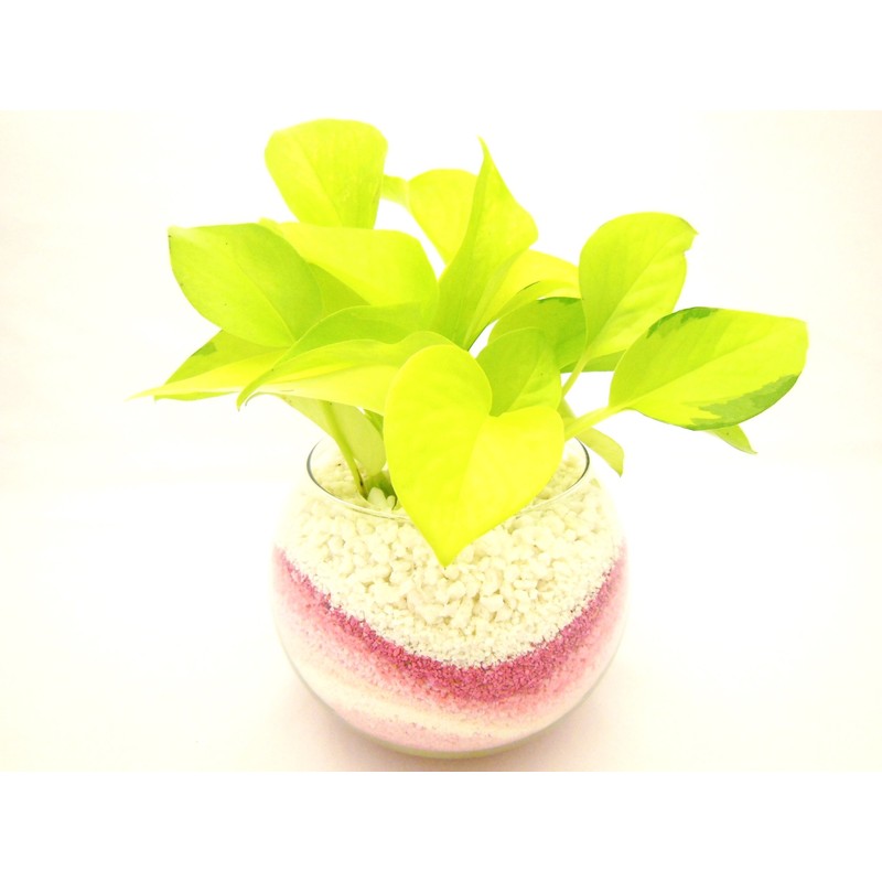 House Plants Lime Arum Sand Pink