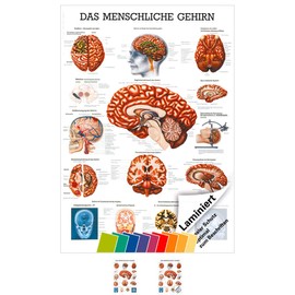 Sport-Tec Brain Mini Poster Anatomy 34 x 24 cm Medical Teaching Aid
