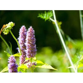 Japanese Incense Sticks Pack of 50 Nippon Kodo Morning Star Incense Sticks from Japan Made from Natural Materials without Chemicals for Relaxation and Meditation (Patchouli)