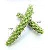 Cane Cholla Cactus (Cylindropuntia spinosior) - Live Plant Cutting -