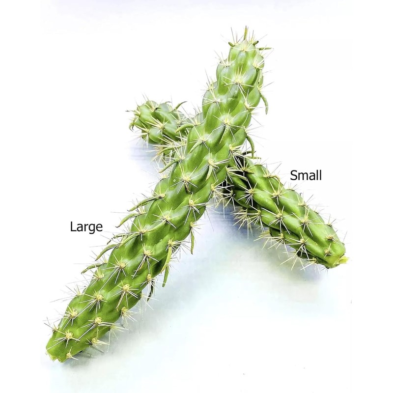 Cane Cholla Cactus (Cylindropuntia spinosior) - Live Plant Cutting -