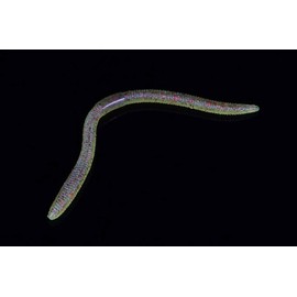 JACKALL Flick Shake, 4.8 Inches, Grippan Goby