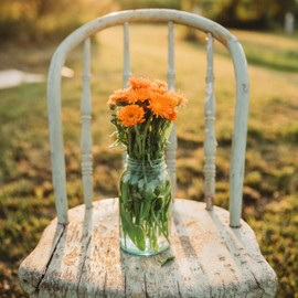 Ball's Orange Calendula - 250 Seeds - Pot Marigold Variety, Great Annual Flower for Bouquets, Non-GMO Calendula Flower Seeds for Planting in The Home Garden, Thresh Seed Company