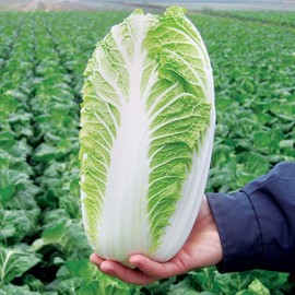 Mai's Family 500+ Napa Cabbage Michihili Heading Chinese Cabbage Non-GMO Fresh Garden Seeds