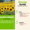 Sunflower Seeds ‘Alto Giallo’ – Tall Bright Yellow Flowers –