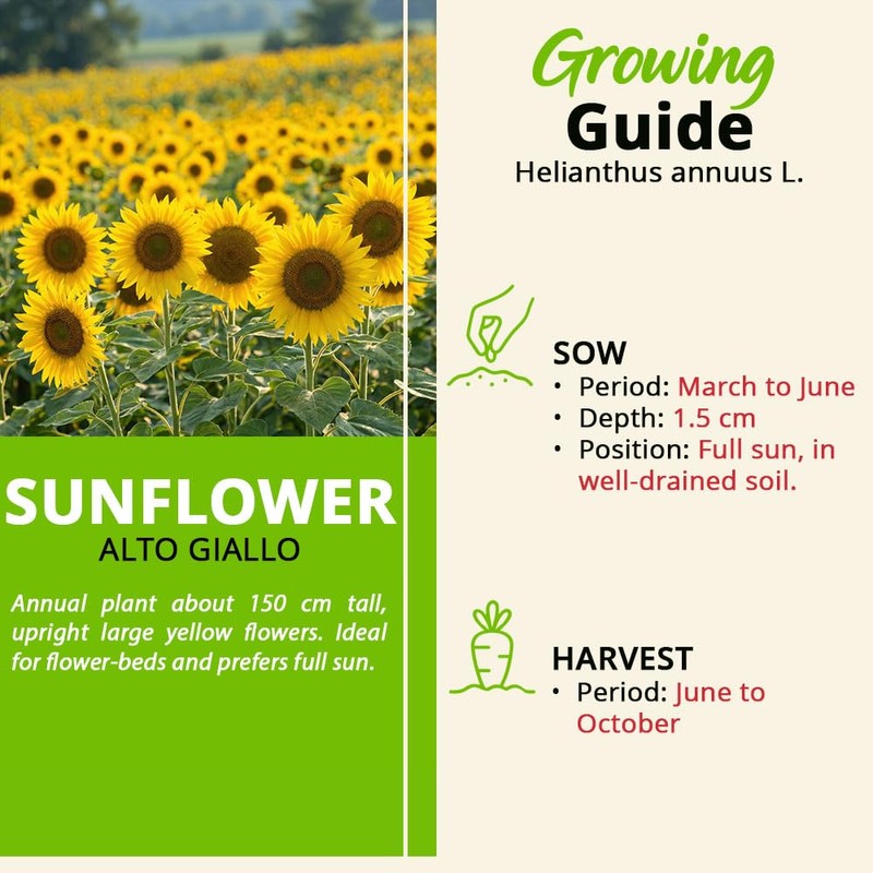 Sunflower Seeds ‘Alto Giallo’ – Tall Bright Yellow Flowers –