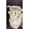 Undisclosed White Oyster Mushroom Fruiting Block | 5 lbs.