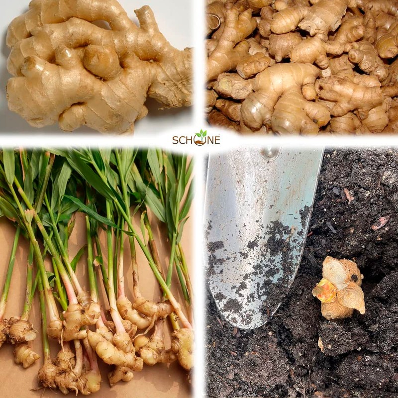 1 x Ginger Zingiber Officinalis - A Very Popular Spice