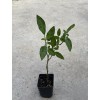 Pepino Plant 1 Pepino Melon Plant From Old Plant With