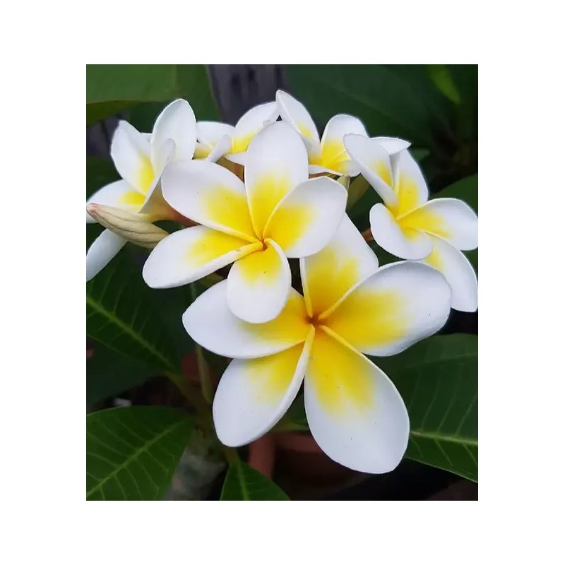 Hawaiian Yellow Plumeria Fresh Starter Cutting Single Head 10inch Unrooted