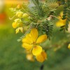 Outsidepride Wild Senna - 100 Seeds