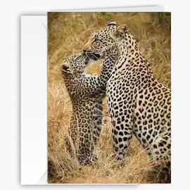 90210 Exotics Animal Nature-Themed Greeting Card, Larger Size with Backside Image & Blank Inside - Unique Mother's Day Card for Nature & Animal Lovers Collections - Leopard card