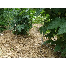 Double F Farms Premium Organic 100% Natural Straw for Animal Bedding, Garden Mulch, Compost & Fertilizer, and Grass Cover (4 lbs)