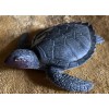 Sea Turtle Baby - AAA Replica