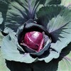 Red Rock Cabbage Seeds - 100 Count Seed Pack -