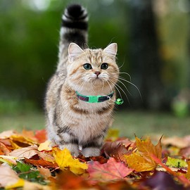 Cat Collar with Bell, Safety Pet Collar for Puppy Dog Cat Rabbit Necklace, Denim Adjustable Length Anti-Lost Neck Strap for Puppy Kittens Cats Kitty Small Dog Quick Release Buckle Girl Boy (1 Pack) (Green)