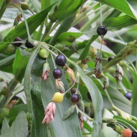 Seeds Job's Tears Coix Millet Annual Flowers for Planting