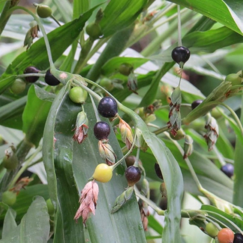 Seeds Job's Tears Coix Millet Annual Flowers for Planting