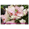 Orchid - A Flower Wonder (Wall Calendar 2026 DIN A3