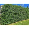 Ilex Nellie R. Stevens Holly | 3 Large Gallon Size