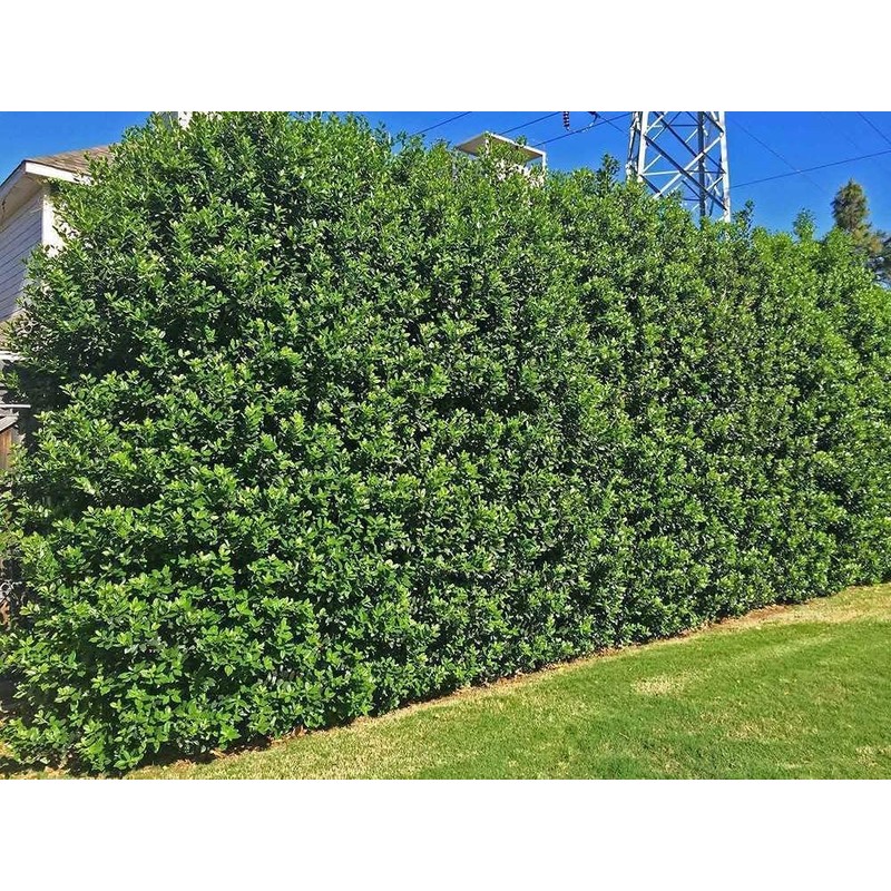 Ilex Nellie R. Stevens Holly | 3 Large Gallon Size