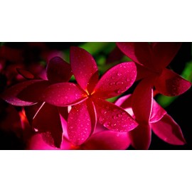 Hawaiian Plumeria Frangipani Live Mixed Plant Cuttings - 4 Pack - Discount Hawaiiangifts