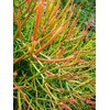 Sticks on Fire Pencil Cactus Euphorbia Tirucalli Succulent Starter Fresh