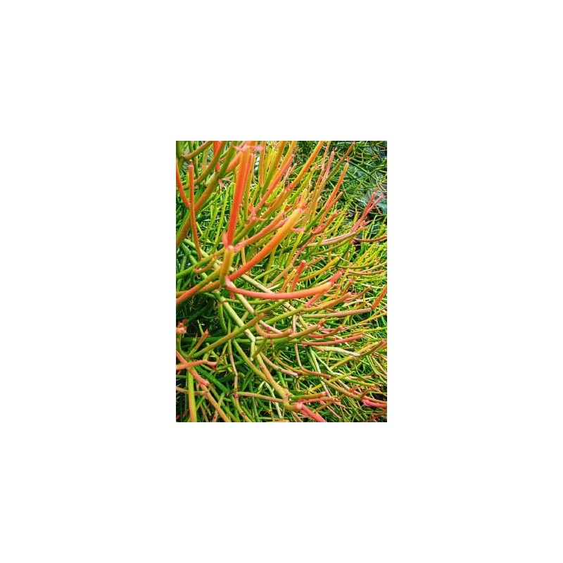 Sticks on Fire Pencil Cactus Euphorbia Tirucalli Succulent Starter Fresh