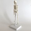 Cranstein A-134 Small Mini Skeleton Model 20 cm