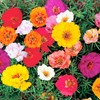KIRA SEEDS - Seeds Moss Rose Mix - Portulaca 1500