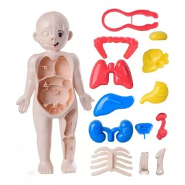 Deluxe Rompecabezas 3d Cuerpo Humano Juguete Didáctico Educativo