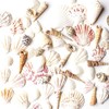 Super Z Outlet Sea Shells Mixed Beach Seashells - Various