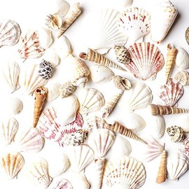 Super Z Outlet Sea Shells Mixed Beach Seashells - Various Sizes up to 2" Shells