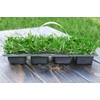 SodPods St Augustine ProVista Grass Plug Tray (16-Pack)
