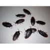 12- Fake Roaches Prank Novelty Cockroach Bugs Look Real