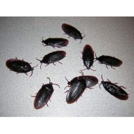 12- Fake Roaches Prank Novelty Cockroach Bugs Look Real