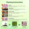 Outsidepride Impatiens Baby Pink Flower Seeds - 1000 Pcs Annual,