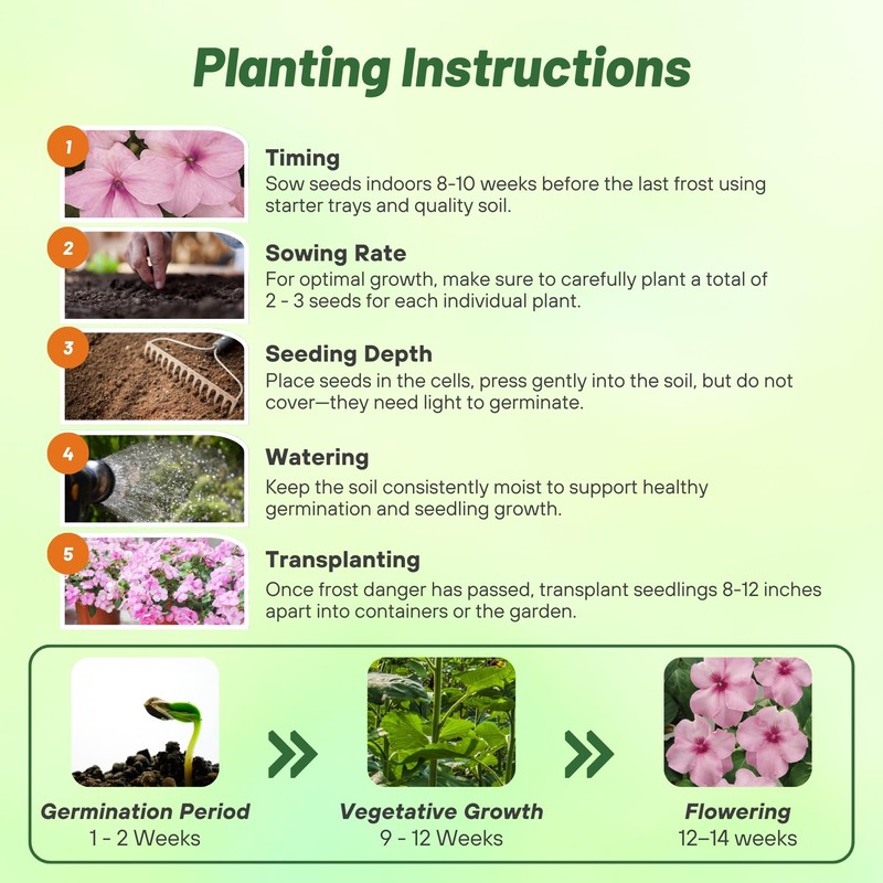 Outsidepride Impatiens Baby Pink Flower Seeds - 1000 Pcs Annual,