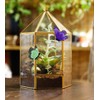 ELEGANTLIFE Glass Geometric Plant Terrarium,Succulent & Air Planter for Home