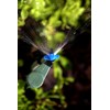 Mister Landscaper MLM-03B Quarter Circle Fan Micro Spray (12 Quantity
