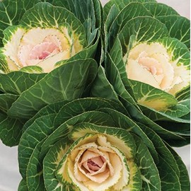 Palm Beach Medicinal Herbs - Crane White Ornamental Kale (Brassica oleracea) - Packet of 20 Seeds