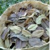 Homemade Organic Kaffir Lime Leaves Dried 1 oz